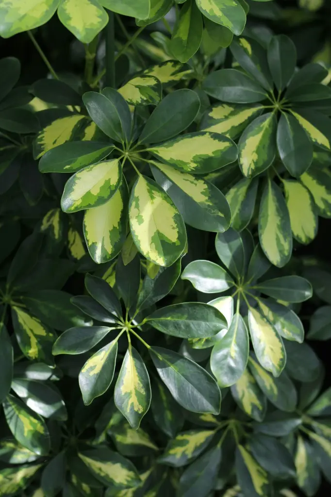 unsplash_O-vEVxyB__w_SCHEFFLERA.webp.jpg
