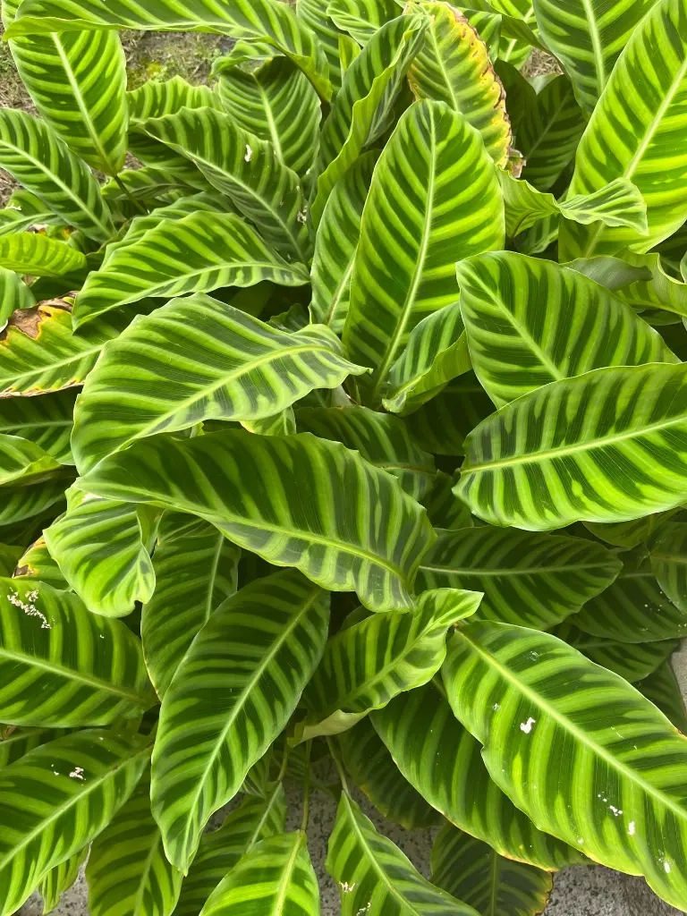 unsplash_TghsJ3ILPYM_calathea zebrina.webp