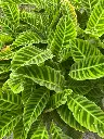 unsplash_TghsJ3ILPYM_calathea zebrina.webp