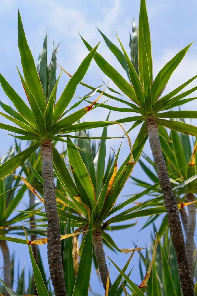 unsplash_7pZBexNJkXY_DRACAENA.webp