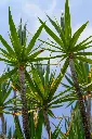 unsplash_7pZBexNJkXY_DRACAENA.webp