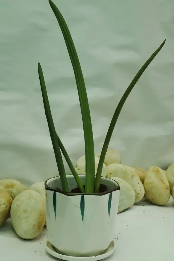 unsplash_P0EpcJ3jsbY_CYLINDRICAL SNAKE PLANT.webp