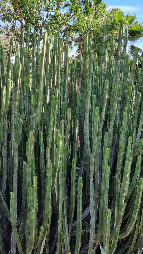 unsplash_P0EpcJ3jsbY_CYLINDRICAL SNAKE PLANT.webp