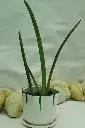 unsplash_P0EpcJ3jsbY_CYLINDRICAL SNAKE PLANT.webp