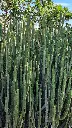 unsplash_P0EpcJ3jsbY_CYLINDRICAL SNAKE PLANT.webp