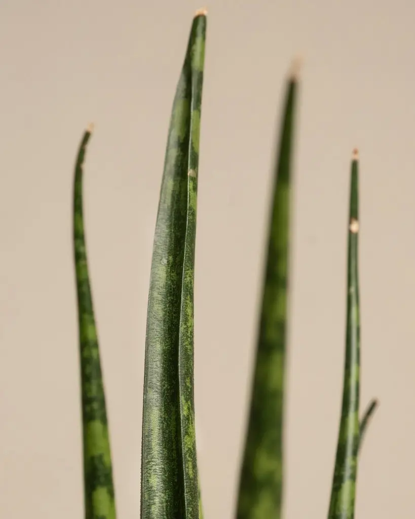 unsplash_08uSZD0K6yU_CYLINDRICAL SNAKE PLANT.webp