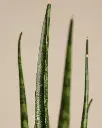 unsplash_08uSZD0K6yU_CYLINDRICAL SNAKE PLANT.webp