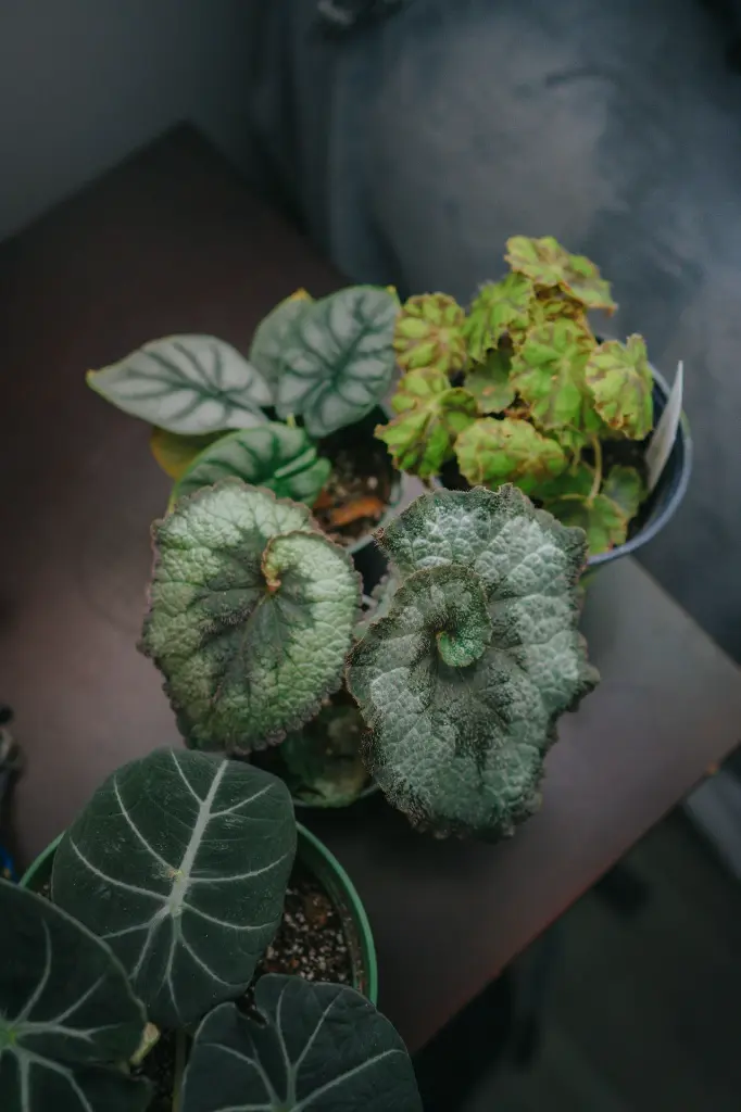 unsplash_Ie5yEDoVnsU_BEGONIA REX.webp