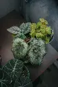 unsplash_Ie5yEDoVnsU_BEGONIA REX.webp