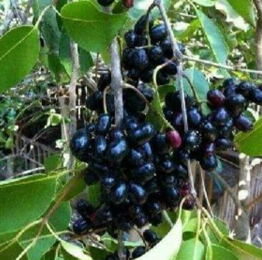 Jamun plant