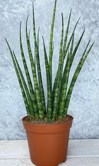 Sansevieria Fernwood