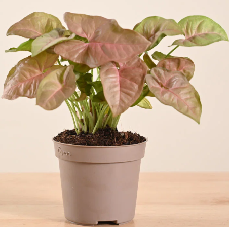 Syngonium Pink