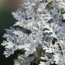 Silver plant