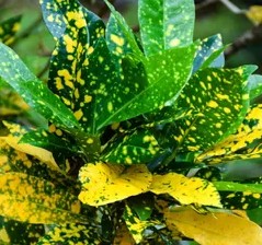 Croton golden dust