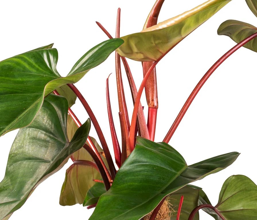 Red emerald philodendron