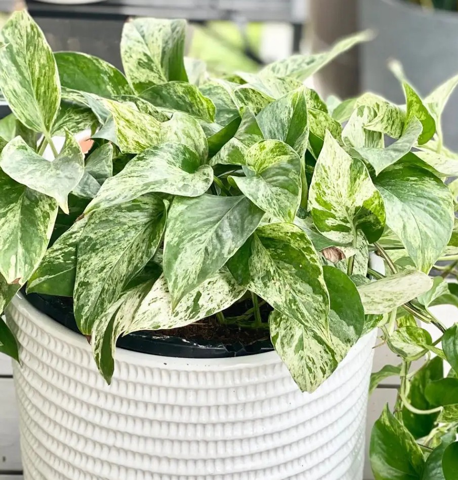 Marble queen pothos