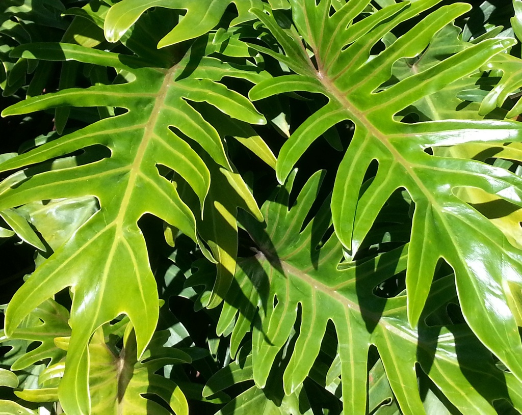 Philodendron Xanadu