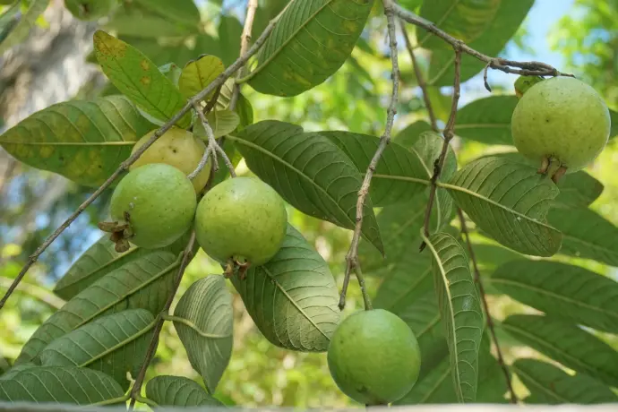 Taiwan Guava plant