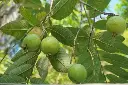 Taiwan Guava plant