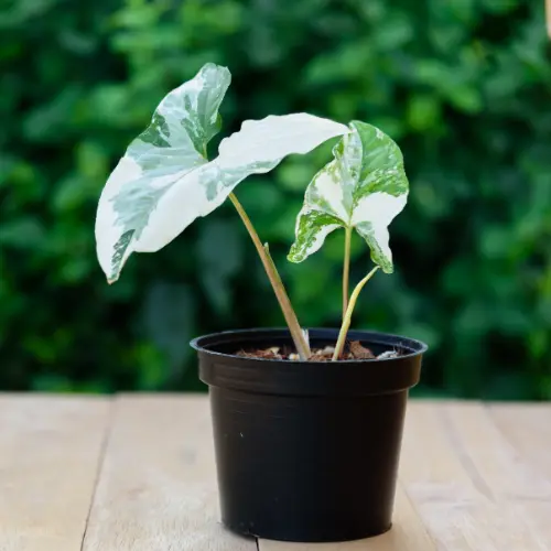 Syngonium Albo