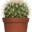 Golden barrel cactus