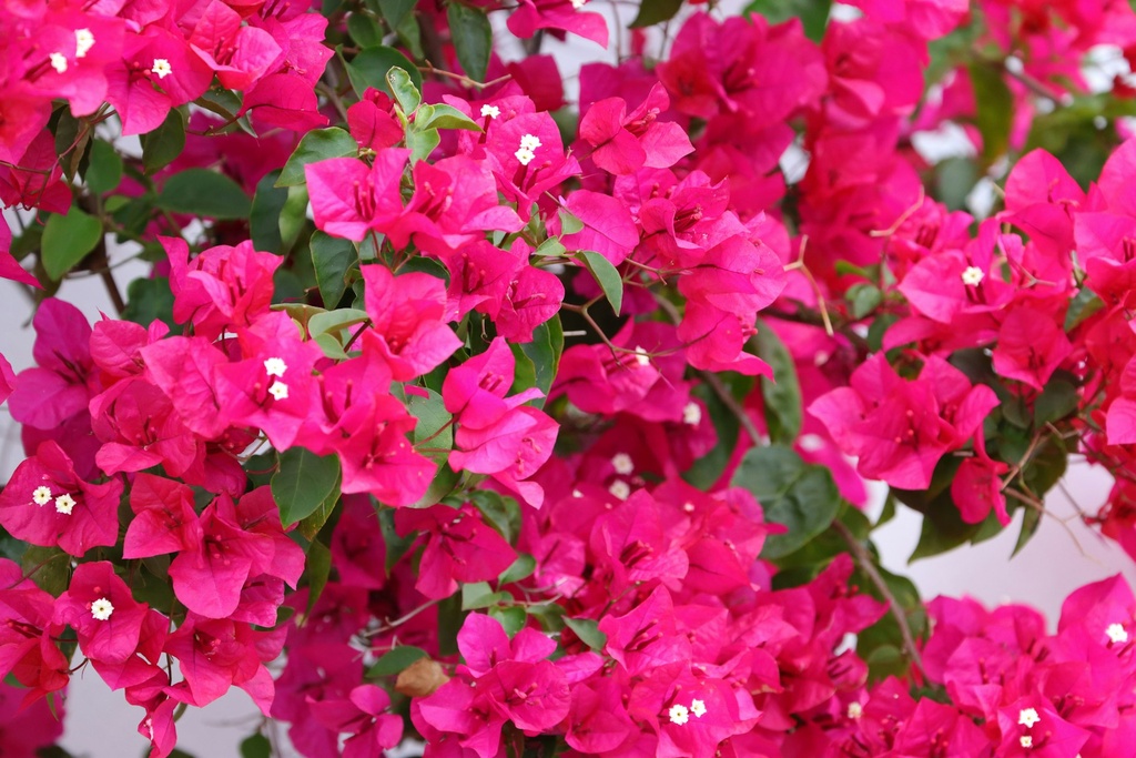 Bougainvillea plant (any color)