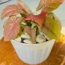 Syngonium Pink