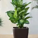 Dieffenbachia