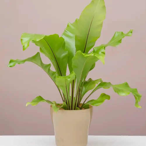 Birds nest fern