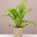 Birds nest fern