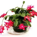 Christmas cactus