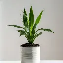 Cast iron plant