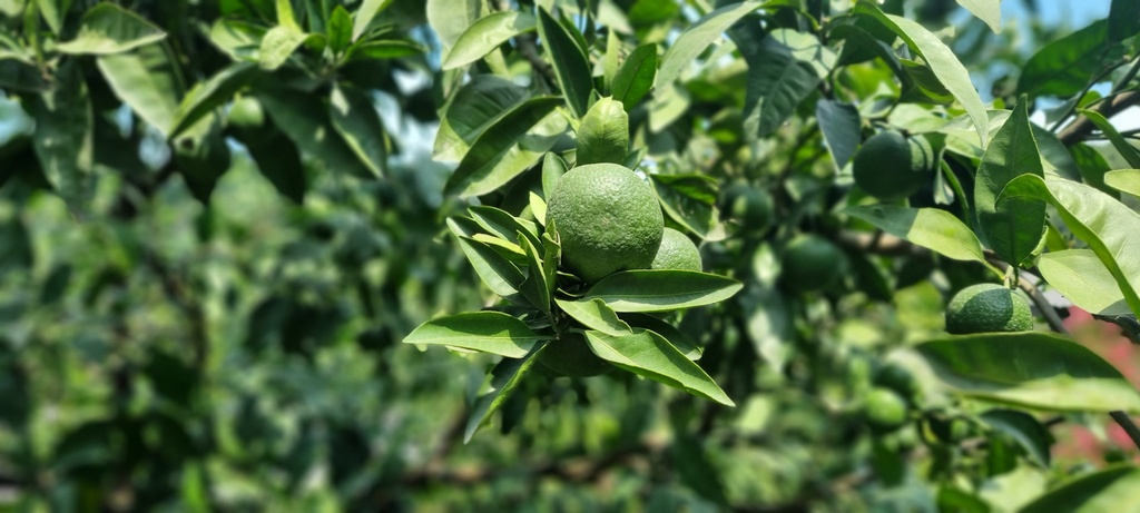 Citrus plant