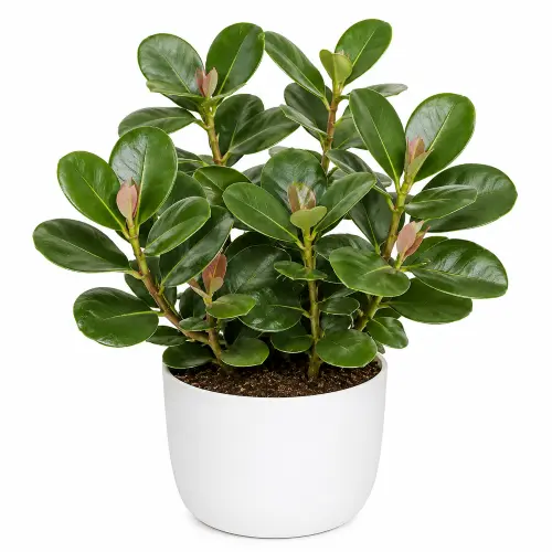 Clusia rosea plant