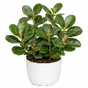 Clusia rosea plant