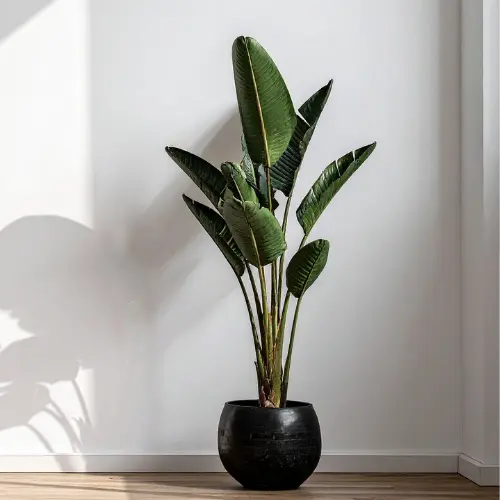 Bird of paradise