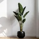 Bird of paradise