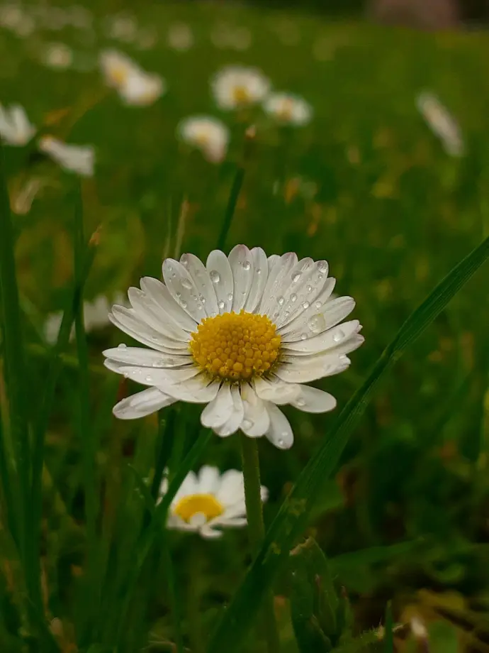 Daisy plant seeds