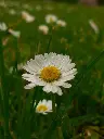 Daisy plant 