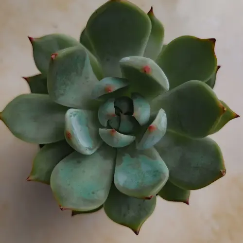 Echeveria