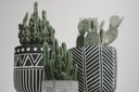Fairy castle Cactus