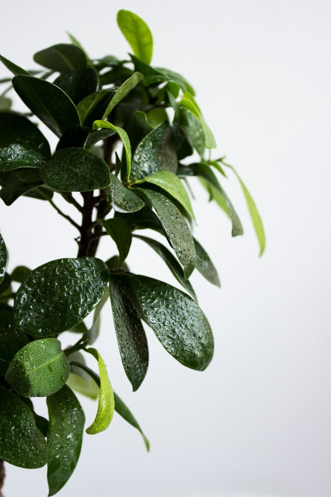 Ficus benjamina