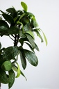 Ficus benjamina