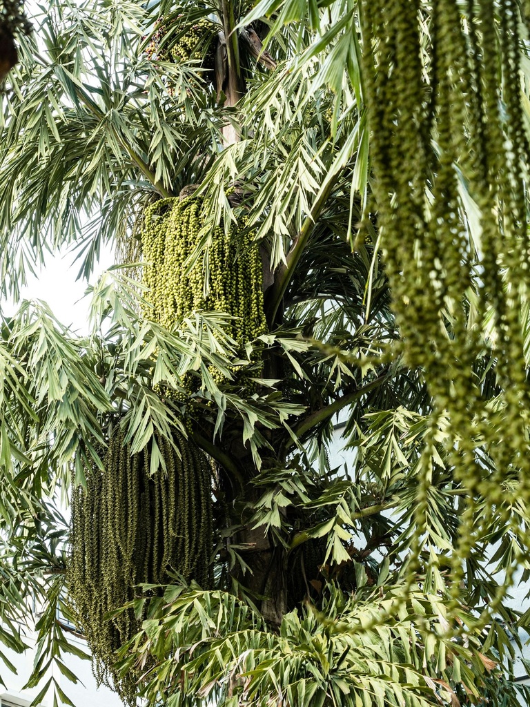 Fishtail palm