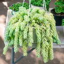 Burros tail
