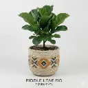 Fiddle leaf fig 