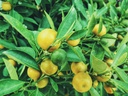 Round Lemon plant
