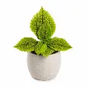 Pilea moon valley