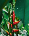 Heliconia rostrata plant