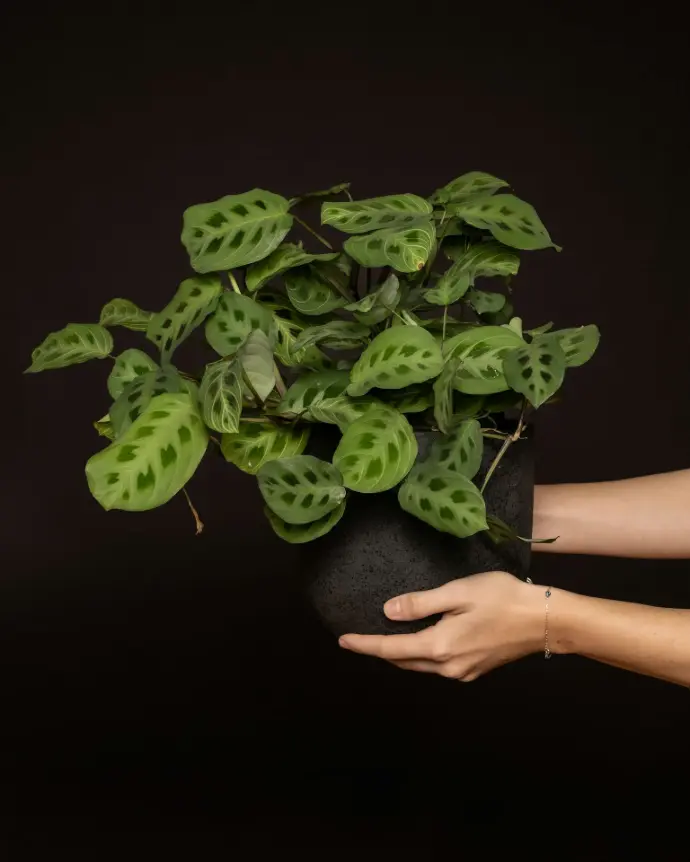 Maranta plant